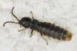 Samci denní světlušky krátkokřídlé (Phosphaenus hemipterus) mají redukované krovky a pouze malé světelné orgány prosvítající 8. (posledním viditelným) zadečkovým článkem. Foto M. Deml