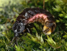 Pro samice světlušky krátkokřídlé (Phosphaenus hemipterus) jsou charakteristická výrazná tykadla a podobná lucernička jako u samců. Foto J. Tyler