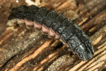 Larva světlušky krátkokřídlé (Phosphaenus hemipterus). Foto S. Krejčík, MeloidaE.com