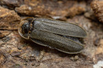 Samec světlušky menší (Lamprohiza splendidula) se od s. větší (Lampyris noctiluca) kromě velikosti a tvaru lucerničky liší i přítomností průhledných „okének“ na štítu.