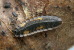 Larva světlušky menší (Lamprohiza splendidula) vzhledem připomíná trilobita. Pod světlými skvrnami jsou umístěné světelné orgány. Foto M. Deml