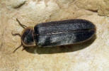 Samec světlušky větší (Lampyris noctiluca) má štít nad hlavou neprůhledný po celé ploše. Foto L. John