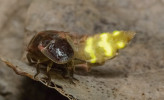 Samice světlušky větší (Lampyris noctiluca) svou lucernu vystavují v typické vábící póze. Foto P. Šípek