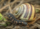 Lov páskovky neboli „šnečí rodeo“. Larva světlušky větší (Lampyris noctiluca). Foto P. Šípek