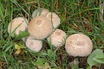 Jedlá houba pýchavka obecná  (Lycoperdon perlatum Pers.) je charakteristická svou kulovitou plodnicí, podle níž bývala lidově nazývána druidské vejce. Foto V. Motyčka