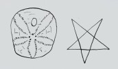 Fosilní ježovky (zde Nucleolites scutatus Lamarck, 1816)  byly známy jako signum druidis, neboť  pětičetné ambulakrum (pásy s panožkami) na jejich koruně připomíná muří nohu – pentagram užívaný druidy coby ochranný znak proti démonům. Orig. T. Pavlík
