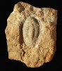 Devonský trilobit Perunaspis minuta z českého barrandienu (Dalejské údolí). Jeho rodové jméno bylo rovněž inspirováno Perunem. Foto Š. Rak