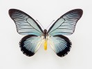 Africký tropický otakárek Papilio  zalmoxis s rozpětím křídel až 15 cm dostal jméno od dáckého boha Zalmoxise. Foto L. Pavlík