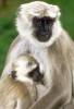 Hulman posvátný (Semnopithecus entellus) býval ztotožňován s opičím králem Hanumánem. Foto V. Motyčka