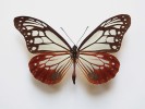 Babočkovitý motýl Parantica sita  nosí jméno Rámovy manželky a bohyně polních prací Síty. Foto L. Pavlík