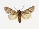 Motýl dřevobarvec pozdní (Asteroscopus sphinx). Foto L. Pavlík