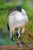 Viditelnou podobou boha moudrosti Thovta byl ibis posvátný (Threskiornis aethiopicus). Foto V. Motyčka