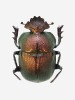 Vrubouna rodu Kheper pojmenoval belgický entomolog André Janssens  po bohu Slunce Cheprerovi. Na snímku druh K. festivus nalezený v Beninu. Foto L. Pavlík