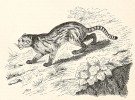 Podle tajemného tvora jihoamerických mýtů Colo Colo se jmenuje plachá kočka pampová (Leopardus colocolo). Obývá lesy, křovinaté oblasti a pampy, kde byla lovena kvůli kožešině. Orig. M. G. Bonnier, Éléments d’histoire naturelle. Animaux (Paříž 1881)