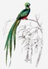 Národní pták Guatemaly kvesal  chocholatý (Pharomachrus mocinno)  žije v horských mlžných lesích. Mayové  používali jeho peří jako platidlo –  dnešní národní měnou Guatemaly  je po něm nazvaný quetzal.  Orig. Ch. d’Orbigny, Dictionnaire universal d’histoire naturelle (Paříž 1841–49)