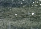 Stromatolit – fosilie tvořená původně vrstvami sinic a bakterií (cyanobiontů) a anorganického kalu (druhotně silicifikováno) – Alcheringa narrina  (na obr. výbrus) o stáří 2,7 miliardy let  pochází ze západoaustralské Pilbary.  Symbolizuje počátky života –  Dobu snění z mýtů Austrálců. Foto L. Pavlík