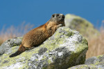 Svišť horský tatranský (Marmota marmota latirostris). Foto S. Harvančík