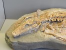 Přední část kostry aligátora rodu Allognathosuchus. Foto S. Knor