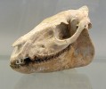 Lebka tříprstého koně rodu  Mesohippus, která, přestože svou délkou nepřesahuje 20 cm, tvarem již pozoruhodně připomíná tu dnešního koně. Foto S. Knor