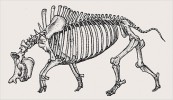 Kostra titanotéria rodu Megacerops (syn. Brontotherium, lichokopytníci). Kostry jsou nakresleny v různém měřítku. Kresba M. Chumchalová