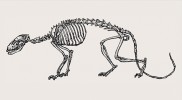 Kostra psovité šelmy Hesperocyon gregarius. Kostry jsou nakresleny v různém měřítku. Kresba M. Chumchalová