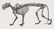 Skelet nimravida druhu Dinictis  felina (šelmy). Kostry jsou nakresleny v různém měřítku. Kresba M. Chumchalová