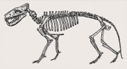 Prašelma druhu Hyaenodon horridus. Kresba M. Chumchalová