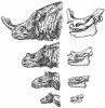 Evoluční linie titanotérií reprezentovaná zde druhy (řazeno zdola  po geologicky nejmladší): Eotitanops borealis, Manteoceras manteoceras,  Protitanotherium emarginatum, Megacerops platyceras. Jak je patrné z ilustrace, v průběhu fylogeneze u nich docházelo k postupnému zvětšování tělesné  velikosti a k rozvoji specifických výrůstků na nosních kostech. Upraveno podle různých zdrojů uvedených v přehledu literatury na webové stránce Živy. Kresba M. Chumchalová