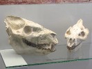 Lebky oreodontů rodů Eporeodon (vlevo) a Merycoidodon (vpravo). Foto S. Knor