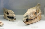Lebky nosorožců rodů Hyracodon (vlevo) a Caenopus (vpravo). Foto S. Knor