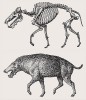 Rekonstrukce kostry a celkového vzhledu entelodonta Archaeotherium scotti (sudokopytníci). Kostry jsou nakresleny v různém měřítku. Kresba M. Chumchalová