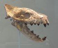 Lebka prašelmy druhu Hyaenodon horridus. Foto S. Knor