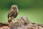 Sýček obecný (Athene noctua) byl Českou společností ornitologickou vyhlášen ptákem roku 2018. Dříve běžná sova svým úbytkem odráží dramatické změny, které v posledních desetiletích prodělala česká zemědělská krajina. Foto O. Prosický