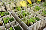 Příklady systémů pro výzkum arbuskulární mykorhizy. V rhizoboxech jsou sousedící rostliny odděleny hustou sítí, jež brání prorůstání kořenů, ne však mycelia. Foto D. Püschel