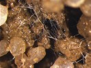 Mycelium arbuskulárně mykorhizních hub propojuje půdní částice. Foto J. Jansa