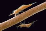 Krevetky Hamodactylus noumeae najdeme na koloniích větvících se rohovitek. Dosud jsou známy čtyři druhy, ale analýzy DNA naznačují existenci nejméně čtyř dalších. Papua-Nová Guinea. Foto Z. Ďuriš