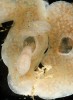 Těsné prostory exhalačních kanálků společenských sumek (Ascidiacea) představují životní prostředí páru velmi drobných krevet rodu Periclimenaeus. Známe kolem 70 druhů tohoto rodu obývajícího sumky a houbovce teplých vod Indického, Tichého i Atlantského oceánu. Papua-Nová Guinea. Foto Z. Ďuriš