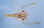 Coralliocaris – rod krevet žijících výlučně na útesotvorných korálech v indopacifické oblasti. Charakteristickým znakem jsou symetrická klepeta a velký kopytovitý výrůstek na bázi posledních článků kráčivých nohou. O něj se opírá a chrání tak hostitelský korál před poškozením. Papua-Nová Guinea. Foto Z. Ďuriš