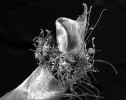 Coralliocaris – rod krevet žijících výlučně na útesotvorných korálech v indopacifické oblasti. Charakteristickým znakem jsou symetrická klepeta a velký kopytovitý výrůstek na bázi posledních článků kráčivých nohou. O něj se opírá a chrání tak hostitelský korál před poškozením. Foto Z. Ďuriš
