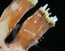 Úzké štěrbiny mezi sloupky korálu okulíny rodu Galaxea jsou domovem několika druhů bizarních krevet.  Platycaris latirostris se pohybuje svisle po sloupcích koralitů. Zatímco sameček je téměř průhledný, samičky jsou zelené a bílé, aby skryly snůšky vajíček  pod zadečkem. Papua-Nová Guinea. Foto A. Anker