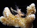 Harpiliopsis depressa – běžný  symbiont větevníků rodu Acropora i jiných. Pohybuje se pouze kráčením a drží se pevně na opačné straně  od pozorovatele pomocí modifikovaných háčkovitých, tupě zakončených „drápků“. Papua-Nová Guinea. Foto Z. Ďuriš