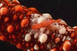 Krevetky Zenopontonia soror žijí i ve vyšších počtech na mořských hvězdicích v celé indopacifické oblasti. Samičky bývají tmavší a robustnější, zbarvené podle typu hostitele, zatímco samečci jsou štíhlejší a téměř bezbarví. Papua-Nová Guinea. Foto Z. Ďuriš