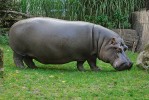 Evropskou plemennou knihu hrocha obojživelného (Hippopotamus amphibius) vede Zoo Ostrava, odkud pochází i tento snímek  samice Katky. Foto J. Pluháček