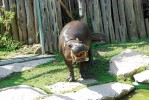 Celosvětovou plemennou knihu  hrošíků liberijských vede Zoo Basilej (Švýcarsko). Snímek ze Zoo Halle. Snímky a orig. J. Pluháčka. Foto J. Pluháček