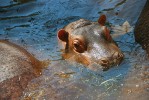 Mládě hrocha obojživelného (Hippopotamus amphibius) v Zoo Lisabon. Foto J. Pluháček