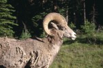 V kanadských Skalnatých horách (národní park Banff) scházejí ovce  tlustorohé (O. canadensis) k silnicím, kde lížou zbytky soli ze zimního posypu a ztrácejí přitom veškerou plachost. Foto J. Klimeš