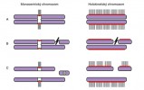 Monocentrické a holokinetické chromozomy (A). Kinetochor (červeně) monocentrických chromozomů  je lokalizován pouze v jednom místě chromozomu. Chromatidový zlom u takového chromozomu (B) generuje acentrický fragment bez možnosti  navázání mikrotubulů (tmavé proužky) a přenosu fragmentu do dceřiného  jádra (C). Naproti tomu holokinetický chromozom (vpravo) nese  kinetochor po celé své délce.  Po případném zlomu se mohou  mikrotubuly navázat na kinetochor  fragmentu, což umožní přenos fragmentu do dceřiného jádra. Orig. D. Sadílek a M. Forman 