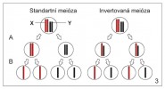 Schematické porovnání standardní a invertované meiózy na příkladu pohlavních chromozomů XY.  Během standardní meiózy, např.  u člověka, segregují v prvním  meiotickém dělení dvouchromatidové chromozomy (A), v druhém meiotickém dělení (B) pak dochází k rozchodu  jednotlivých chromatid. Při invertované meióze např. u štěnic je tato posloupnost  obrácena. Nejprve se oddělují  sesterské chromatidy. Produktem  prvního meiotického dělení jsou tak  dvě identická jádra s jednochromatidovými chromozomy X a Y.  Vlastní rozchod chromozomů XY  se odehrává až v druhém meiotickém dělení. Orig. D. Sadílek a M. Forman