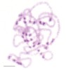 Profáze prvního meiotického dělení u štěnice domácí. Na snímku pachytenní bivalenty samice, v tomto stadiu se odehrává u samic  crossing-over. Měřítko 5 μm. Foto D. Sadílek