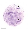 Profáze prvního meiotického dělení u štěnice domácí. Difuzní stadium samce štěnice domácí s velmi rozvolněnými bivalenty připomíná interfázní jádro. Pohlavní chromozomy jsou výrazně hyperspiralizovány (šipky). Měřítko 5 μm. Foto D. Sadílek